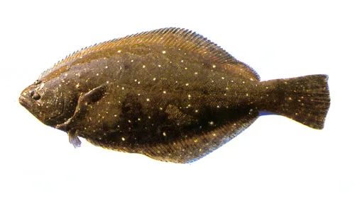 Olive flounder specimen