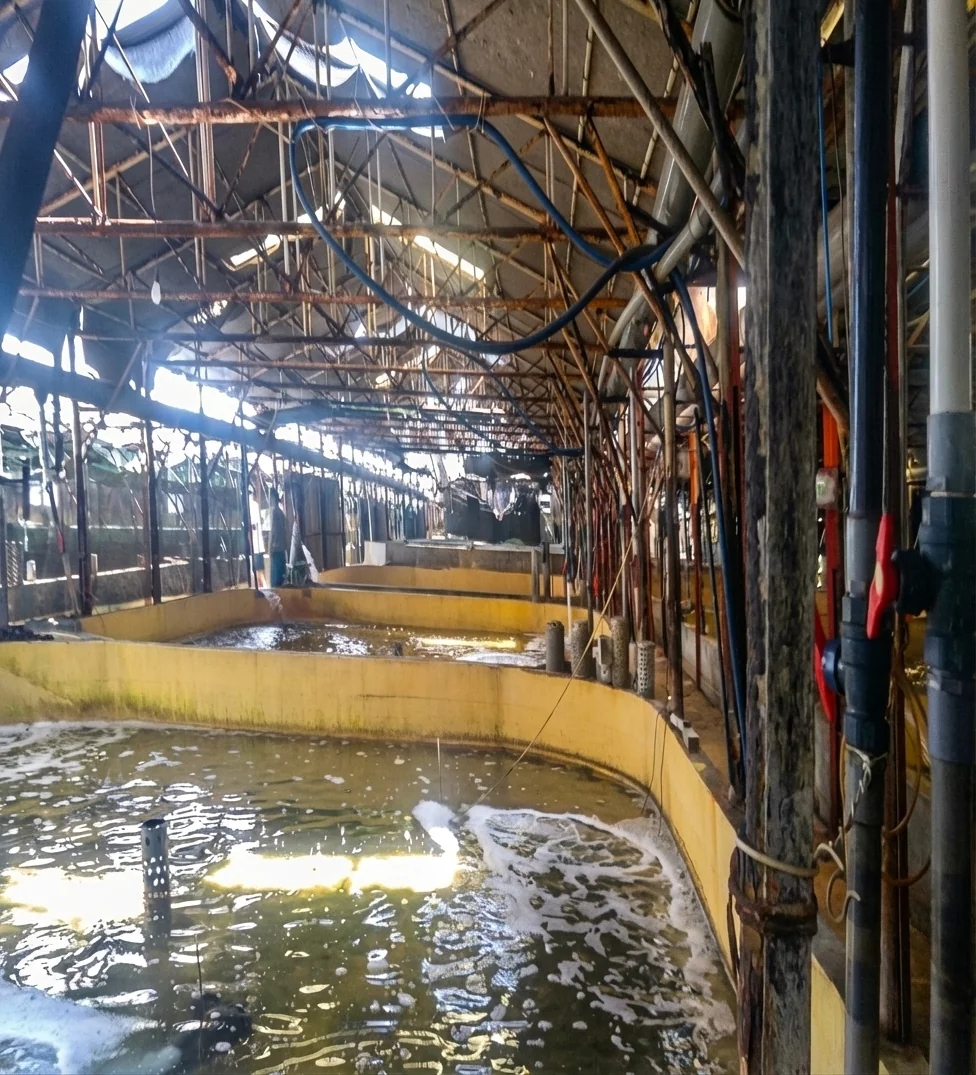 Gochang, Jeonbuk (2016.08.20) — Eel immunity enhancement field trial. Indoor yellow rectangular tanks with air injection and piping systems.