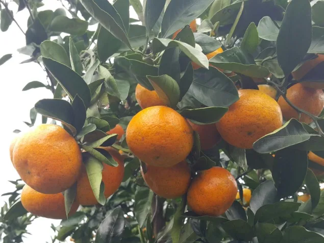 Pyoseon (2016.10.29) — Well-colored fruit after liquid fertilizer application. Even deep orange coloring, high sugar content. Farm previously had poor taste but improved significantly.
