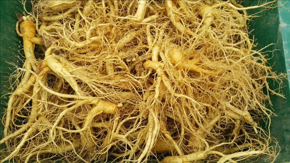 6-year roots in blue crate — Abundant white rootlets fully developed. No rot or damage. Clean, healthy state after 10 applications over 1 year.