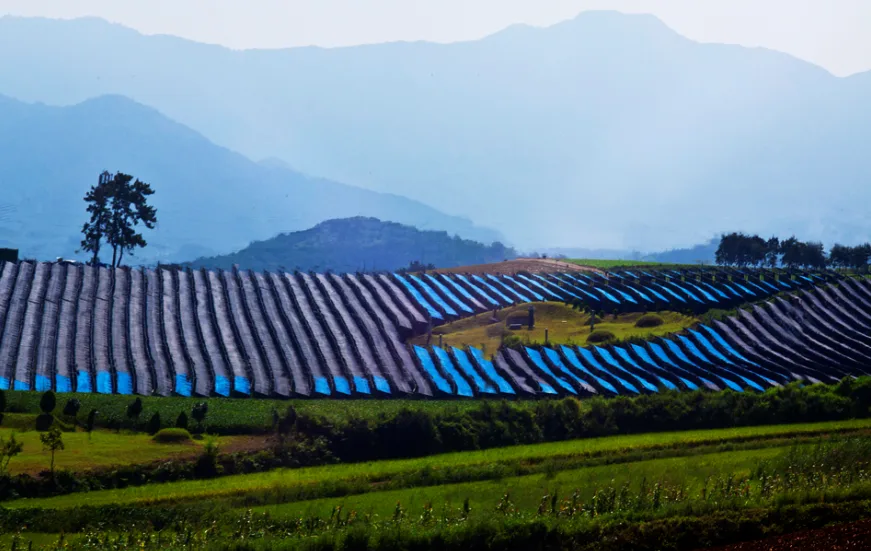 Yeoju / Buyeo — Ginseng cultivation field with blue shade canopies layered on hillside. Trial sites for the liquid fertilizer application.