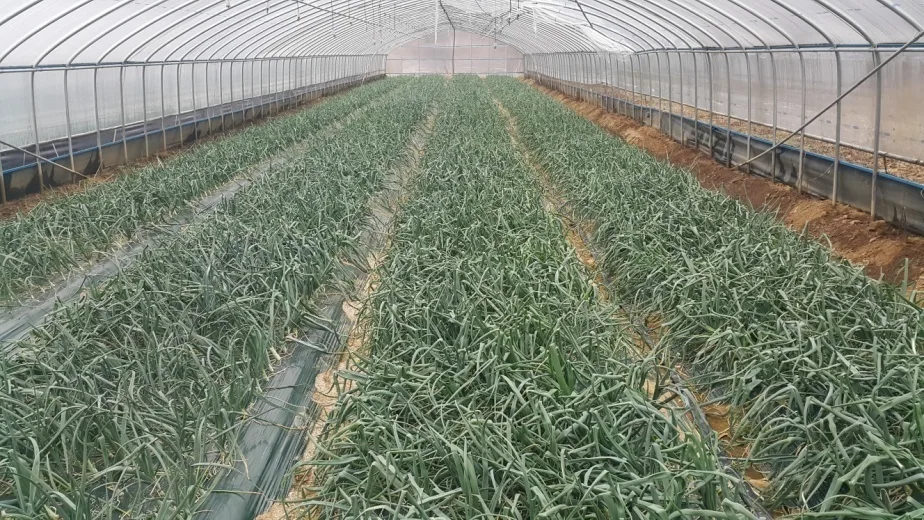 Hapcheon, Maryeongjae greenhouse (2016.03.04) — After 4 foliar applications. Onion leaves standing upright in uniform rows, healthy green growth.