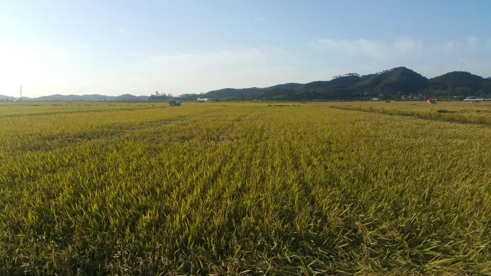 Gunsan, Daejeong/Hoehyeon-dong (2016.10.06) — Annual lodging damage area. No lodging this year after liquid fertilizer application.